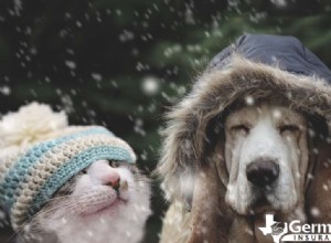 Безопасность домашних животных зимой:советы экспертов, как согреть собак и кошек в холодную погоду 
