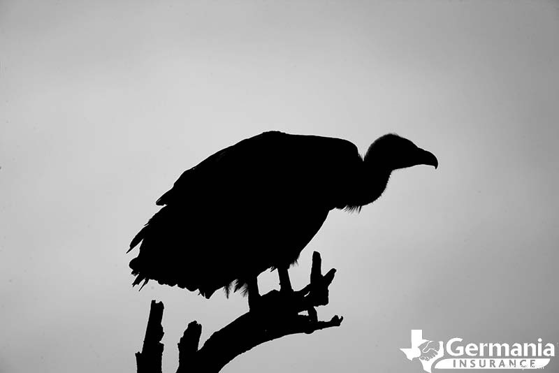 6 жутких, но безобидных существ Техаса, о которых вам следует знать 