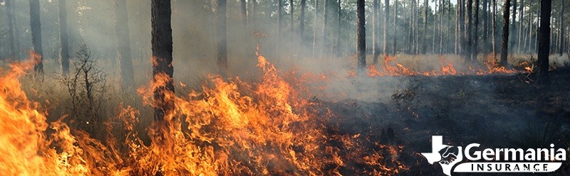Понимание причин лесных пожаров и их быстрого распространения:ключевые факторы и профилактика 