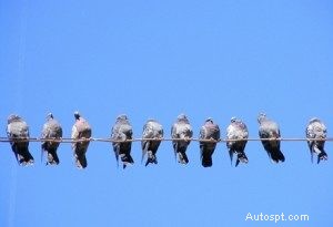 5 угроз краске вашего автомобиля в Скоттсдейле (и как сохранить ее сияющей) 